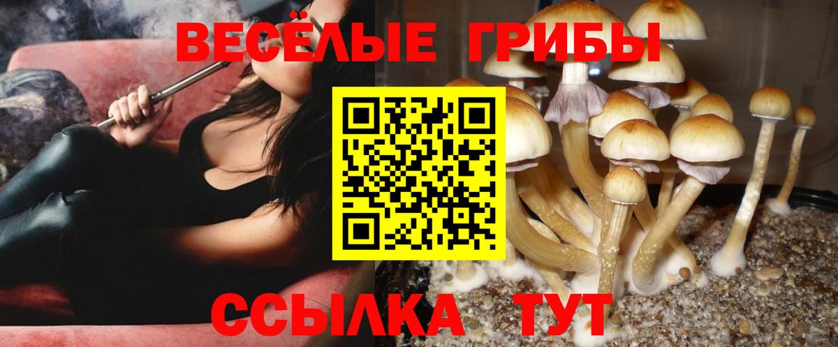Медногорск  Псилоцибиновые грибы Cubensis  Вход с VPN  Псилоцибиновые грибы Cubensis 